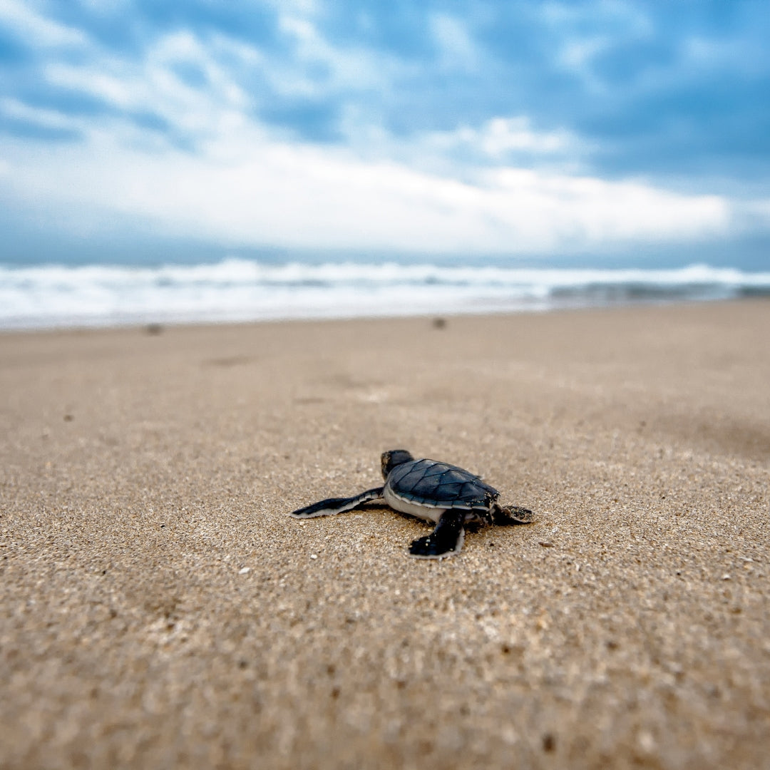 Echte Baby Schildkröte am Strand